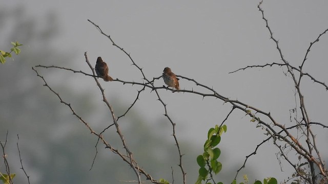 Scaly-breasted Munia - ML632205429