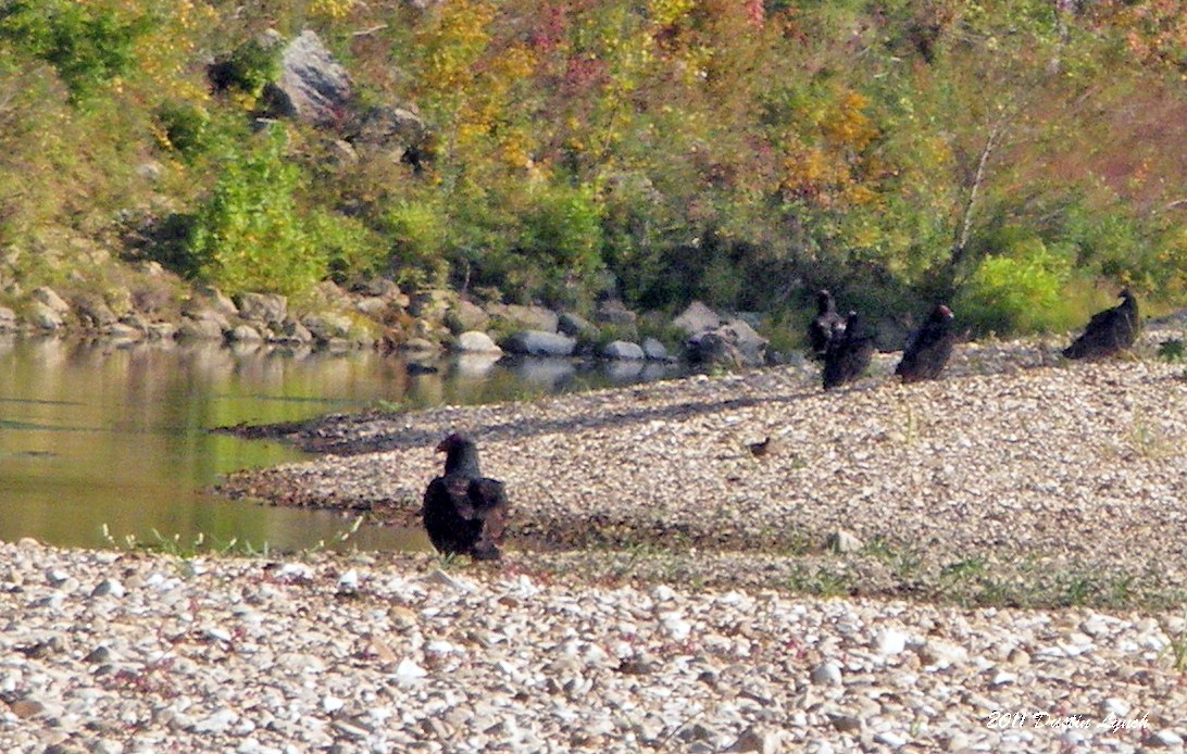 Turkey Vulture - ML632205441