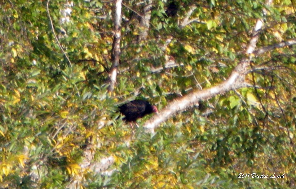 Turkey Vulture - ML632205442