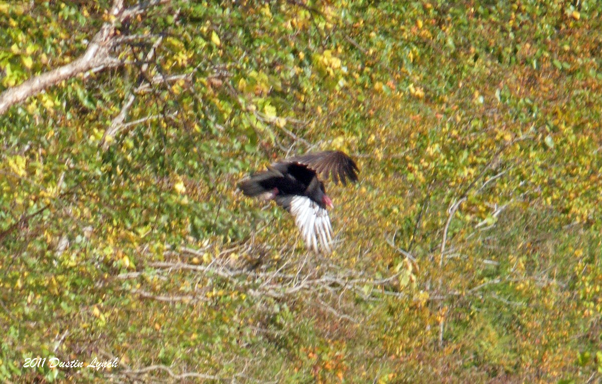 Turkey Vulture - ML632205443