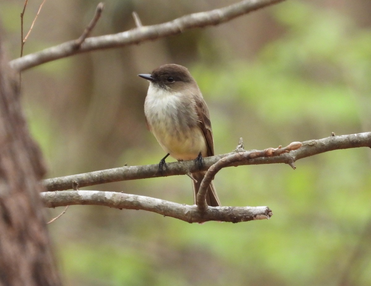 Eastern Phoebe - ML632205449