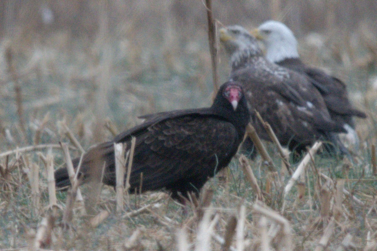 Turkey Vulture - ML632205467