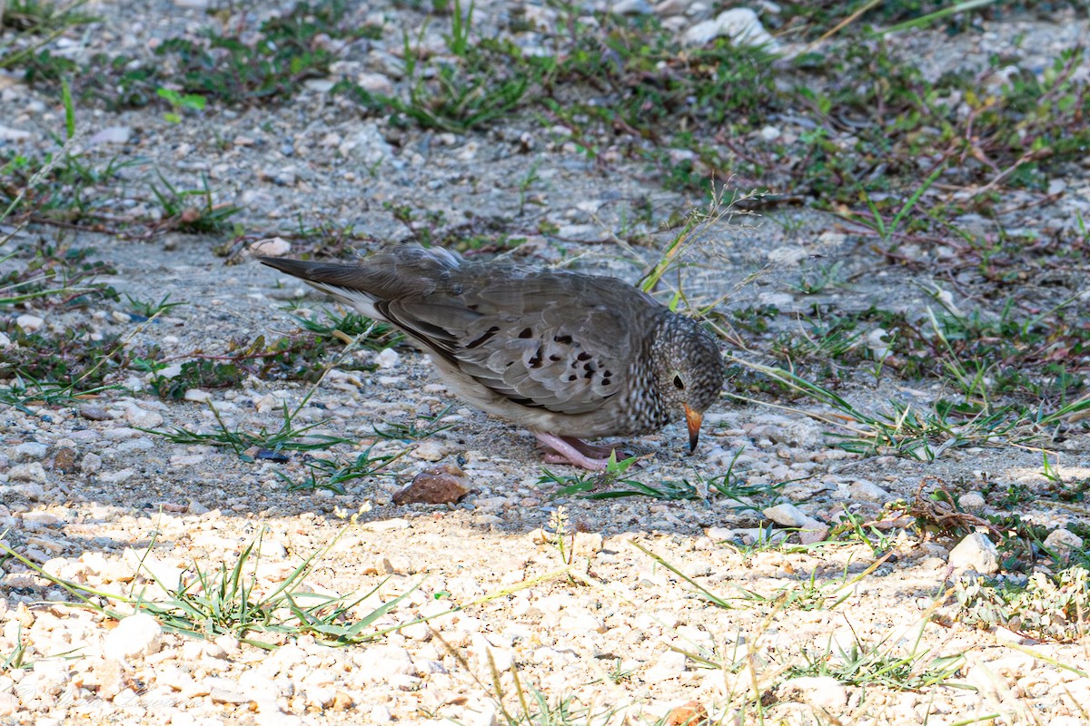 Common Ground Dove - ML632205480