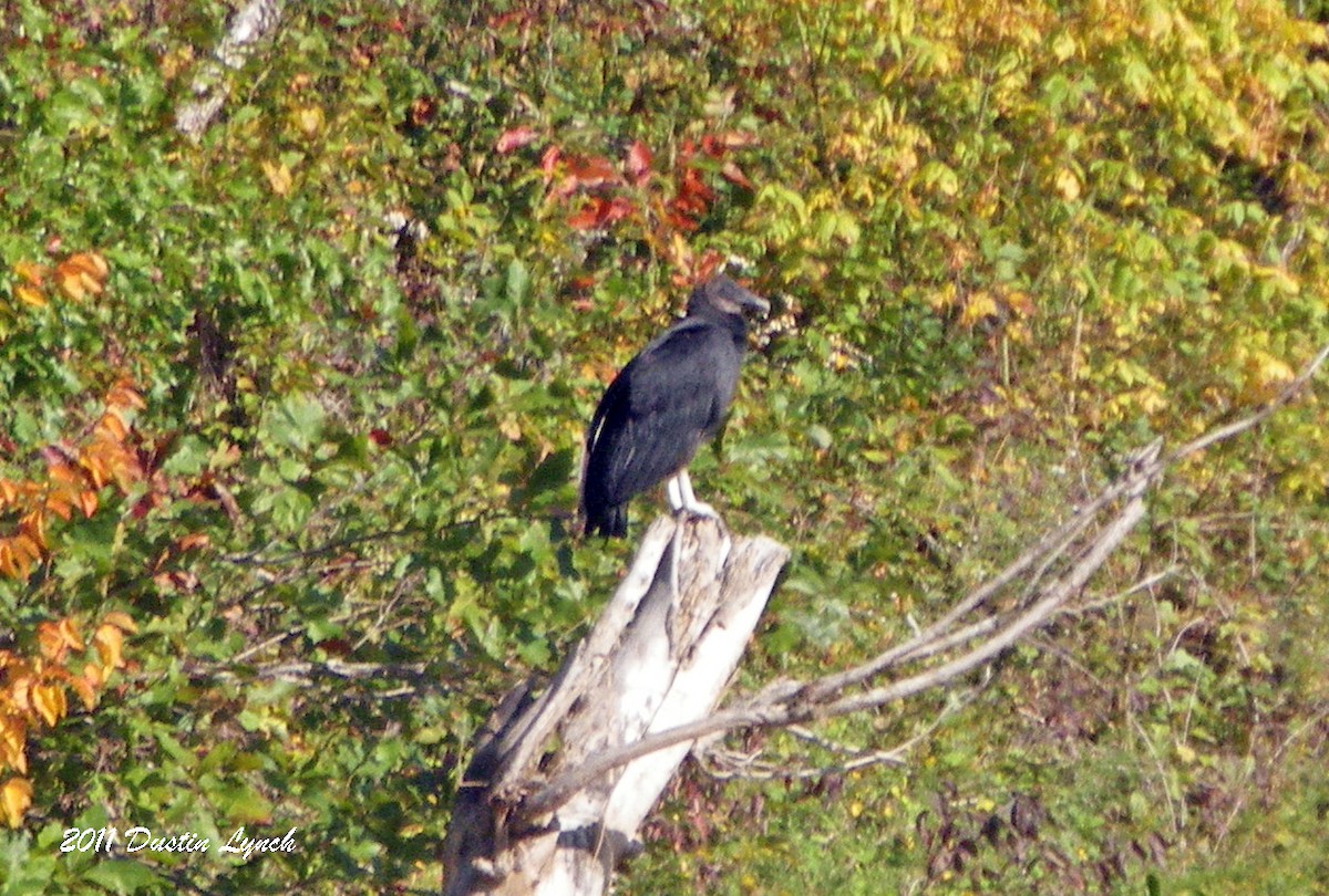Black Vulture - ML632205511
