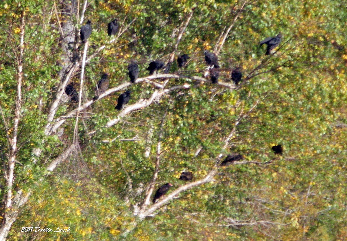 Black Vulture - ML632205512