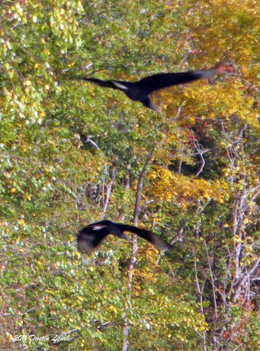 Black Vulture - ML632205514
