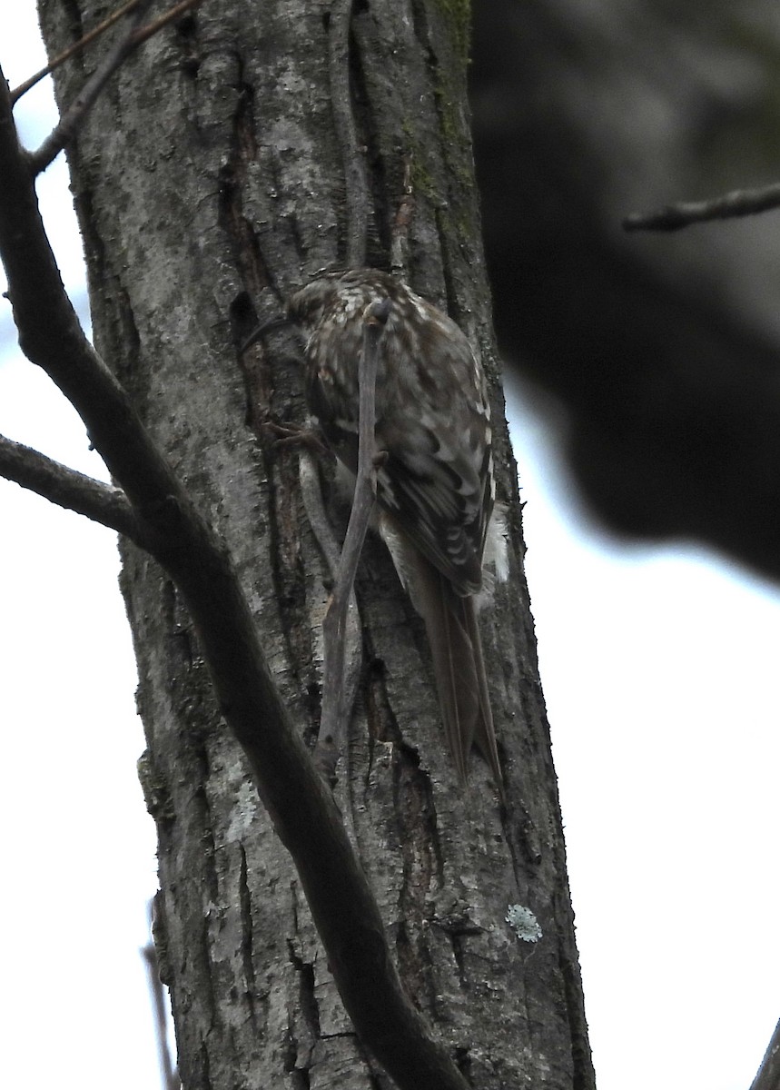 Brown Creeper - ML632205555