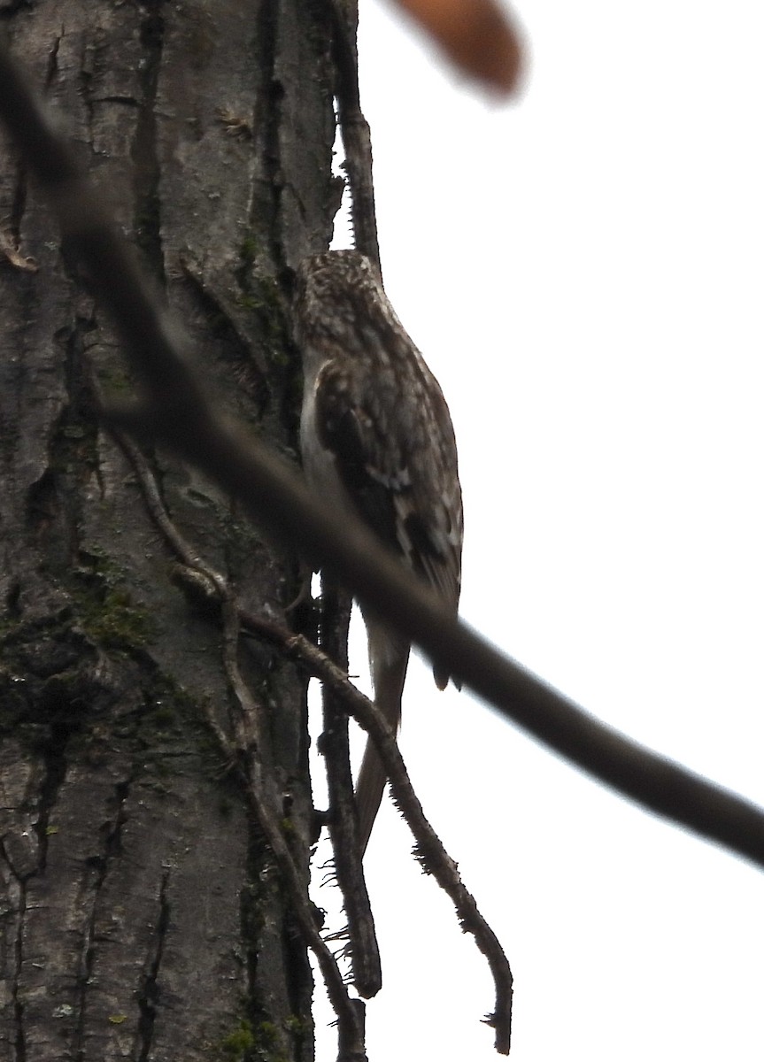 Brown Creeper - ML632205556