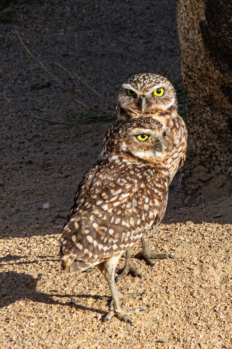 Burrowing Owl - ML632205562