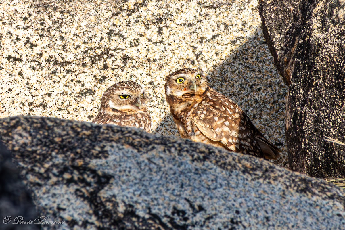 Burrowing Owl - ML632205563
