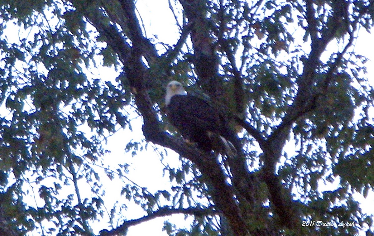 Bald Eagle - ML632205616