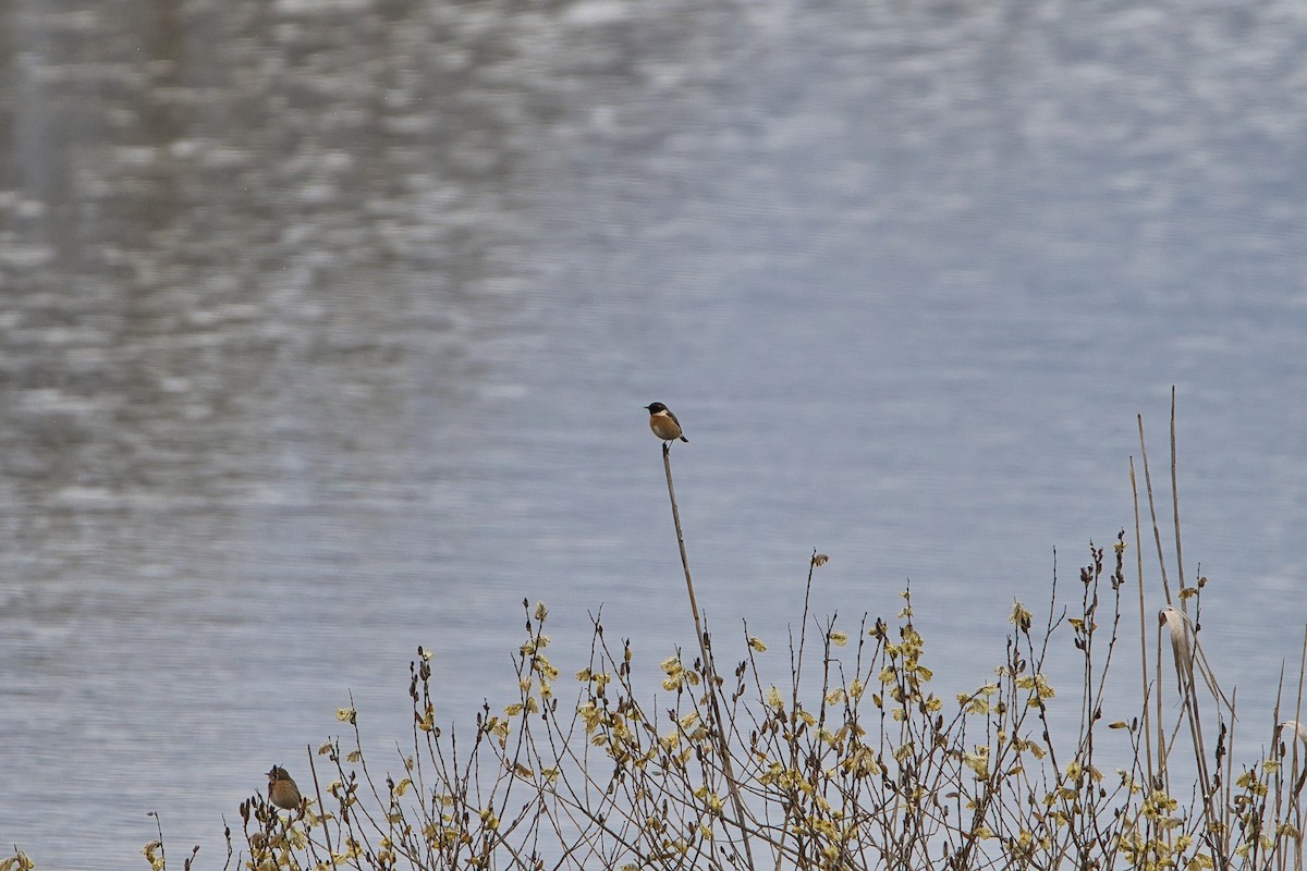 European Stonechat - ML632205633