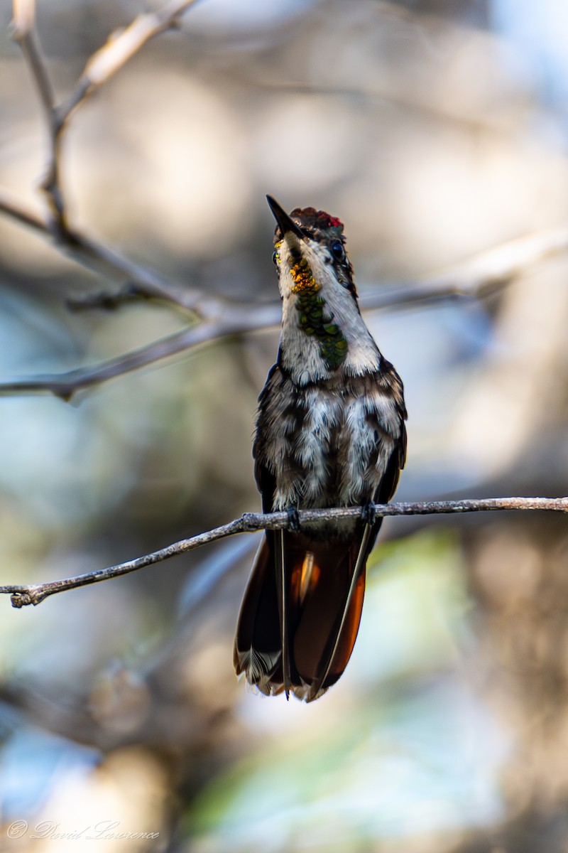 Ruby-topaz Hummingbird - ML632205665