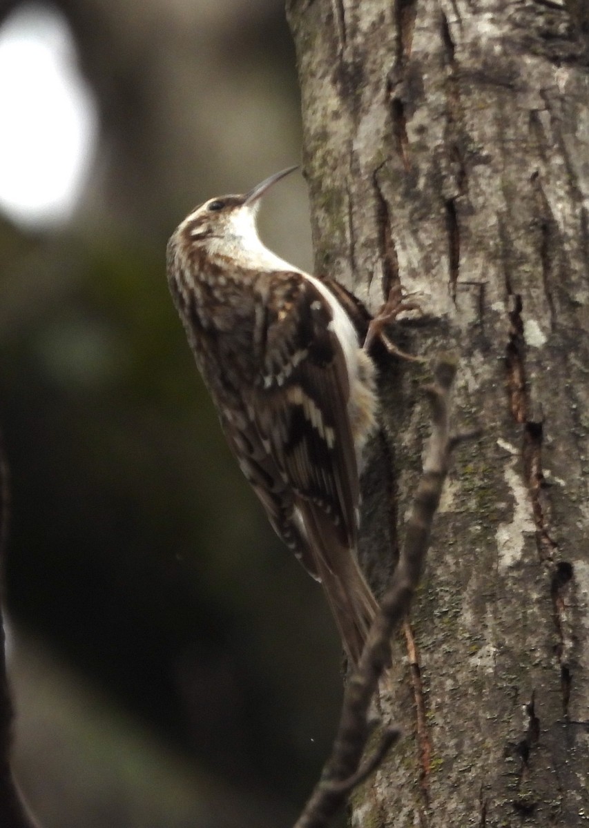 Brown Creeper - ML632205707