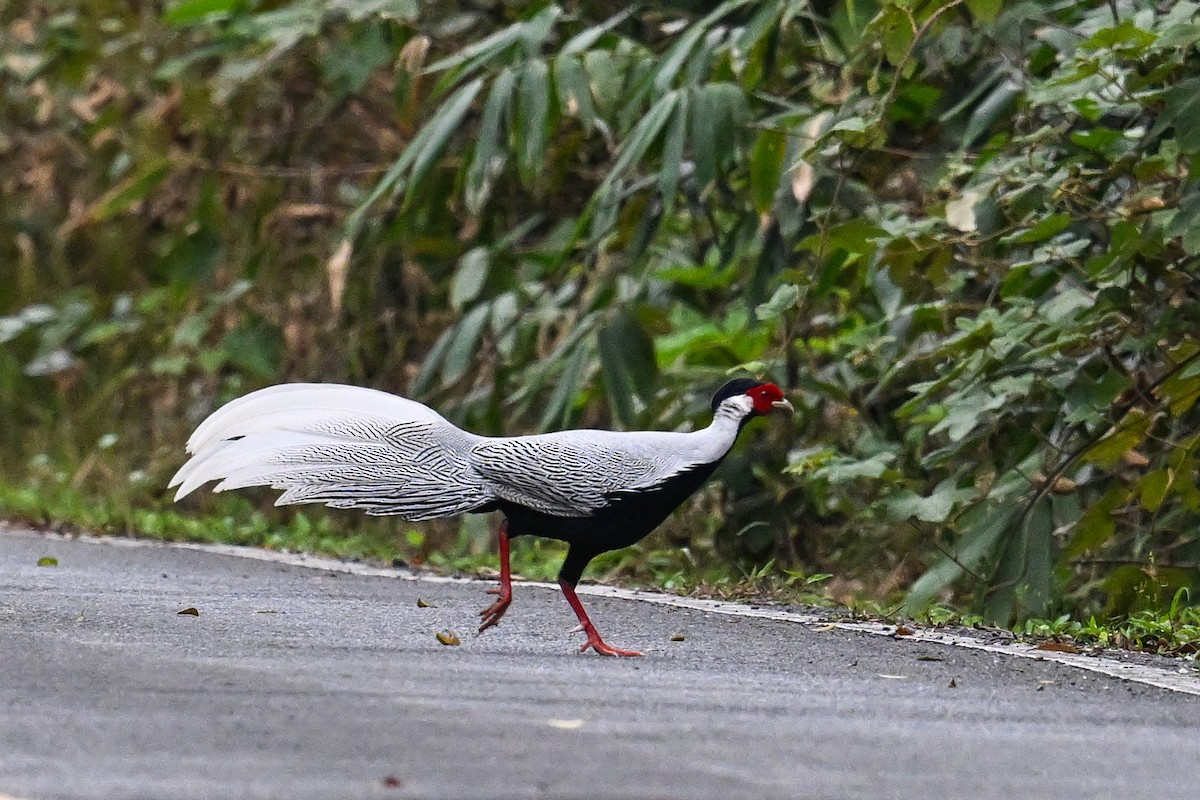 Silver Pheasant - ML632205804