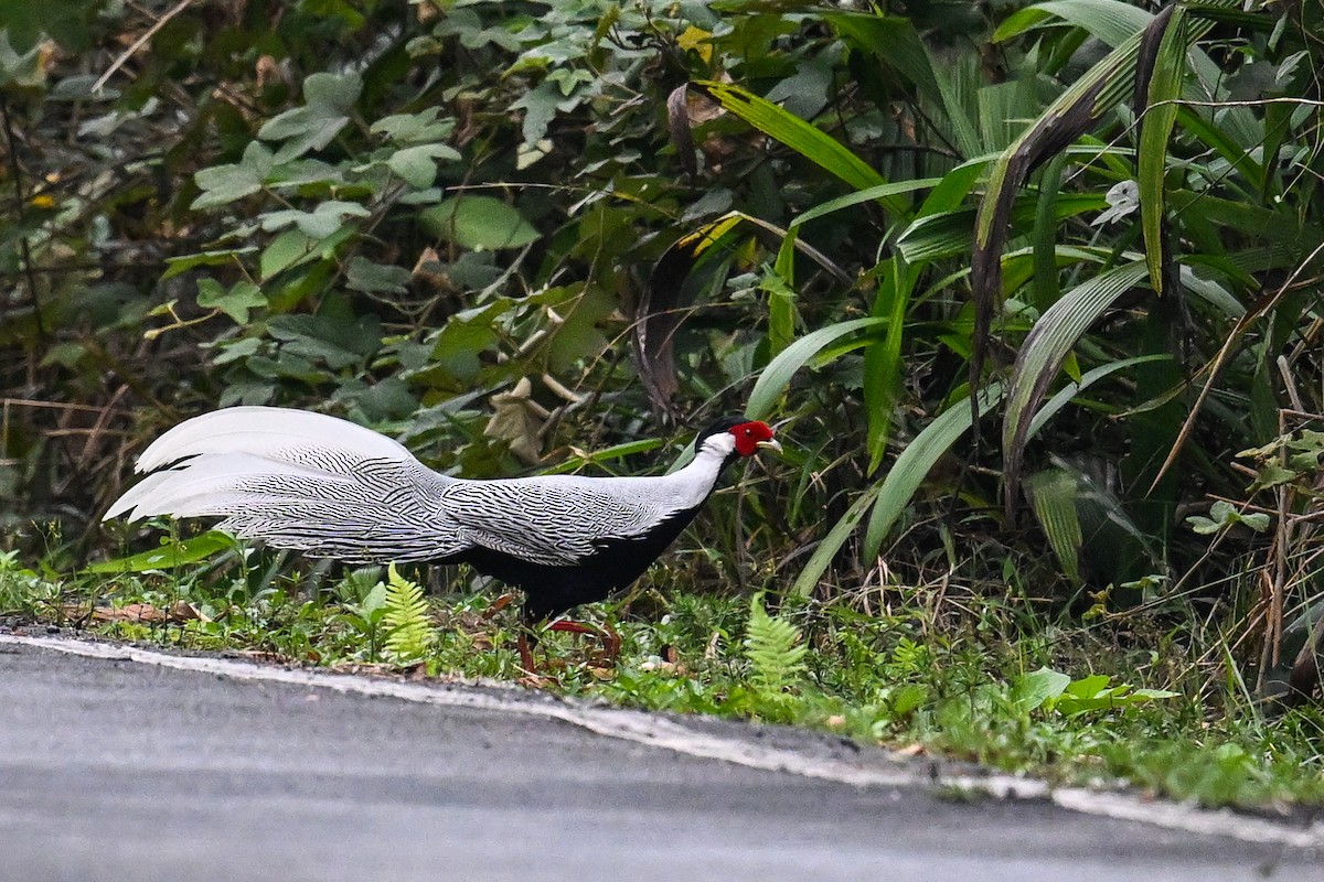 Silver Pheasant - ML632205806