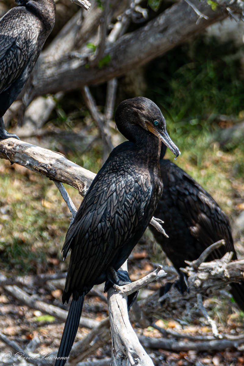 Neotropic Cormorant - ML632205809