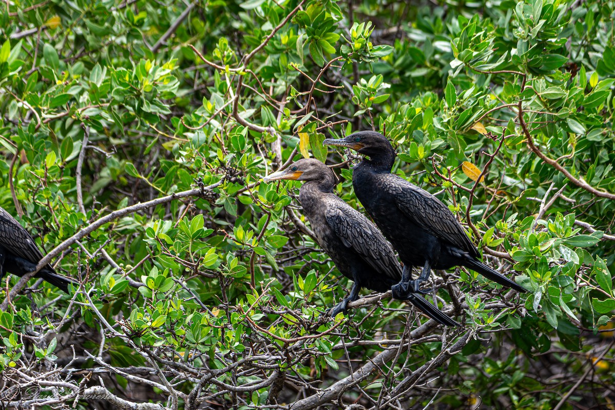 Neotropic Cormorant - ML632205810