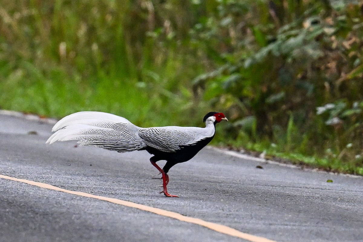 Silver Pheasant - ML632205811