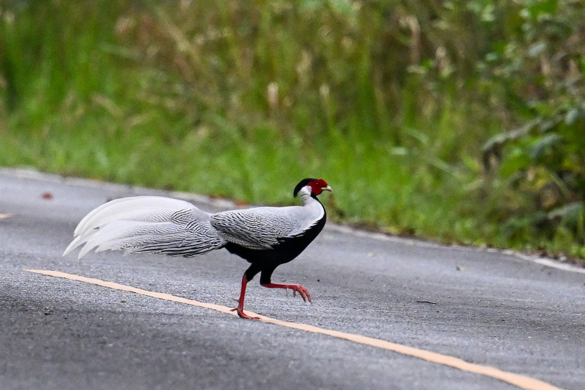 Silver Pheasant - ML632205813