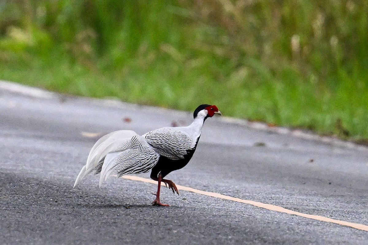Silver Pheasant - ML632205829