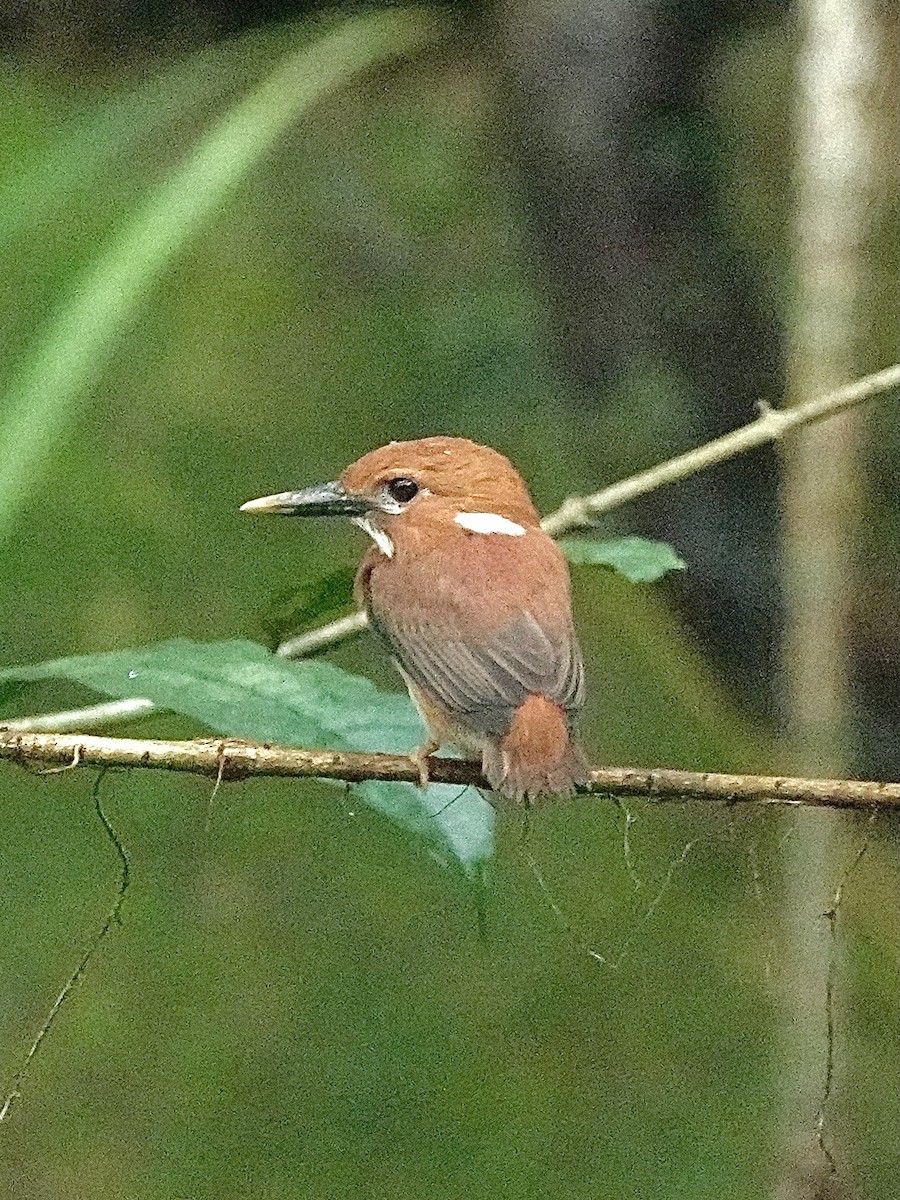 Martin-pêcheur malgache - ML632205839