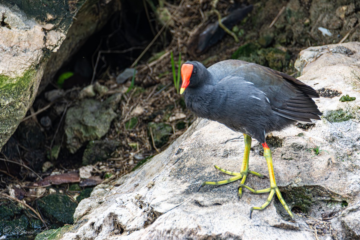 Common Gallinule - ML632205846