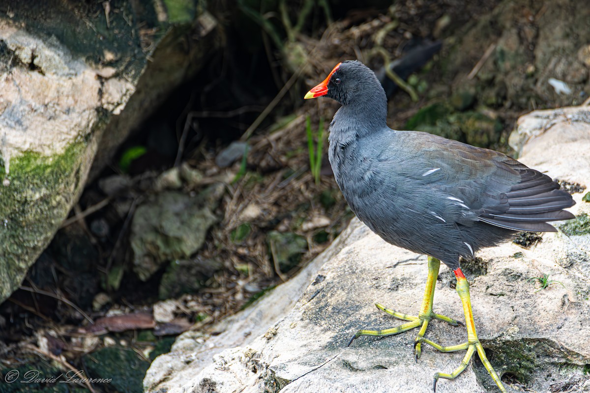 Common Gallinule - ML632205847