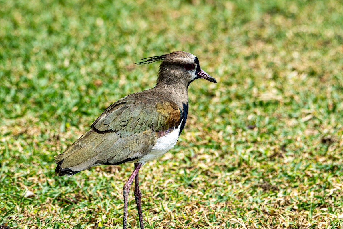 Southern Lapwing - ML632205891