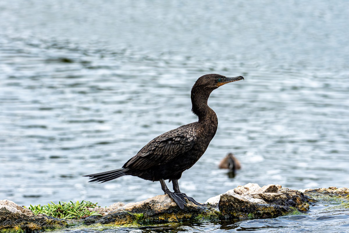 Neotropic Cormorant - ML632205900