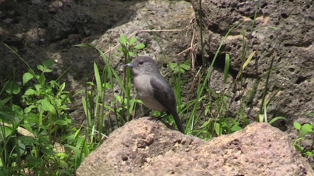 メジロハイビタキ - ML632205948