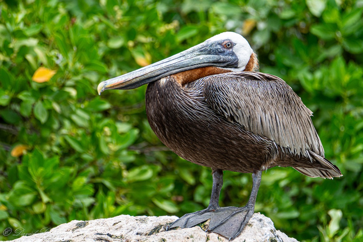 Brown Pelican - ML632205952