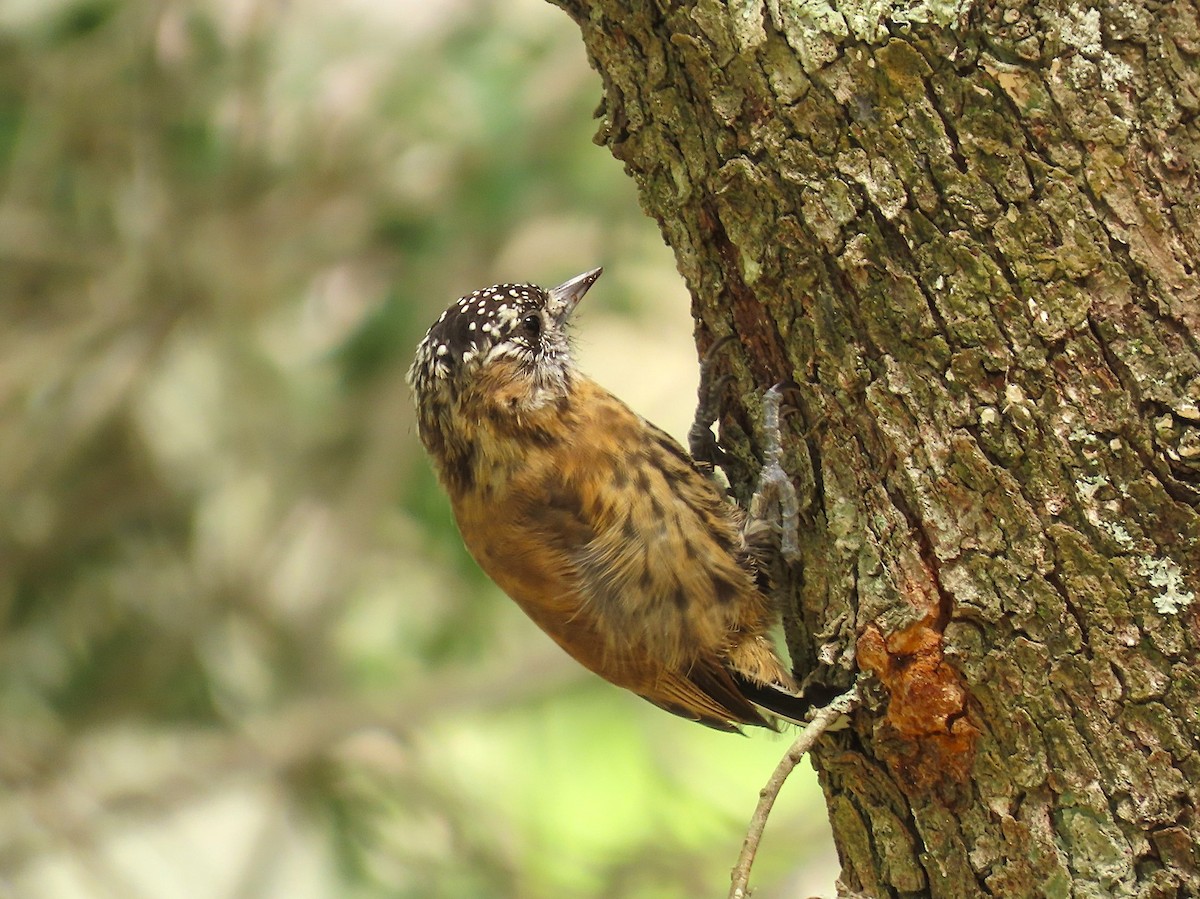 Mottled Piculet - ML632206025