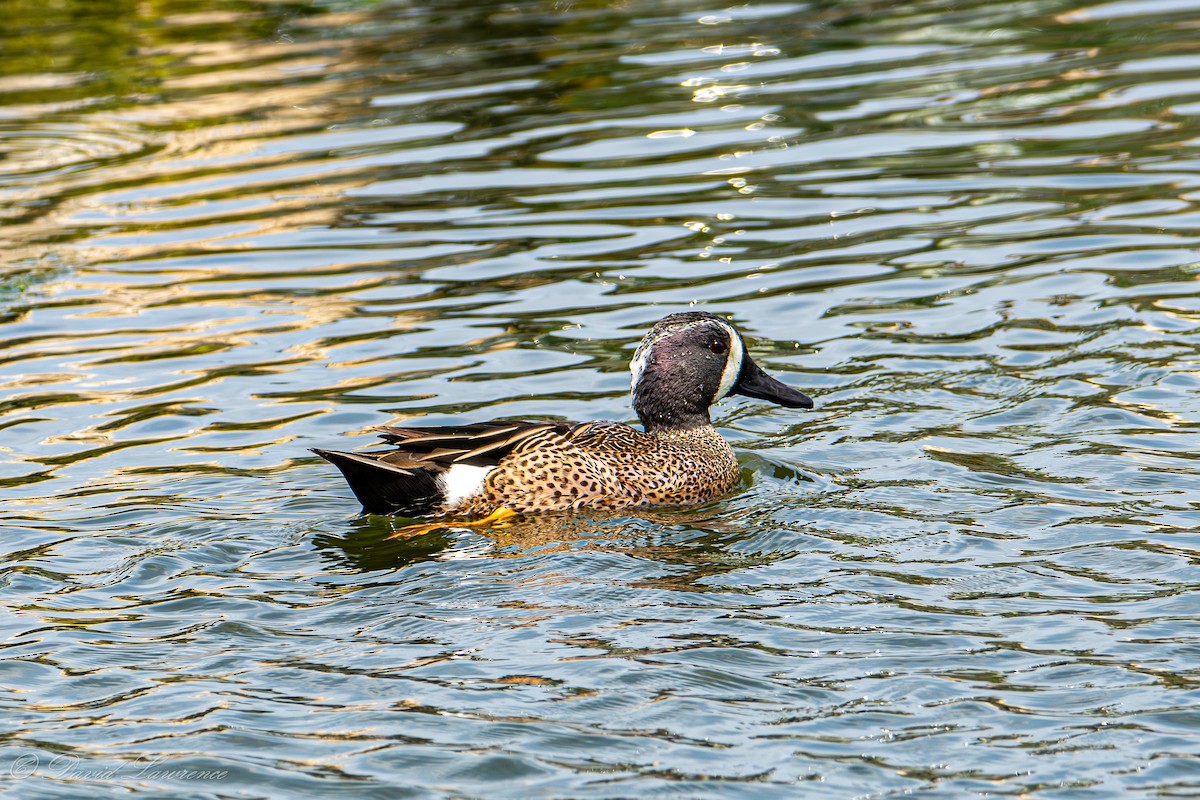Blue-winged Teal - ML632206031