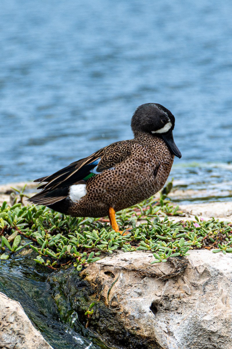 Blue-winged Teal - ML632206032