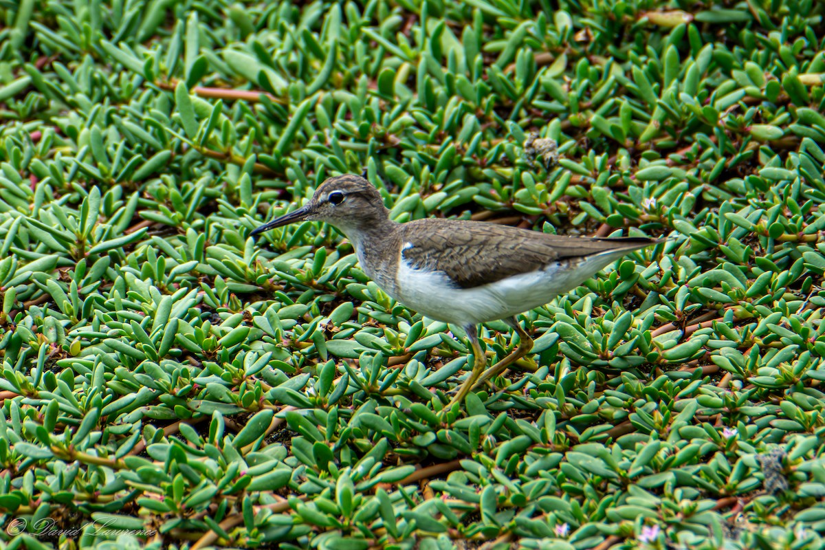 Spotted Sandpiper - ML632206076