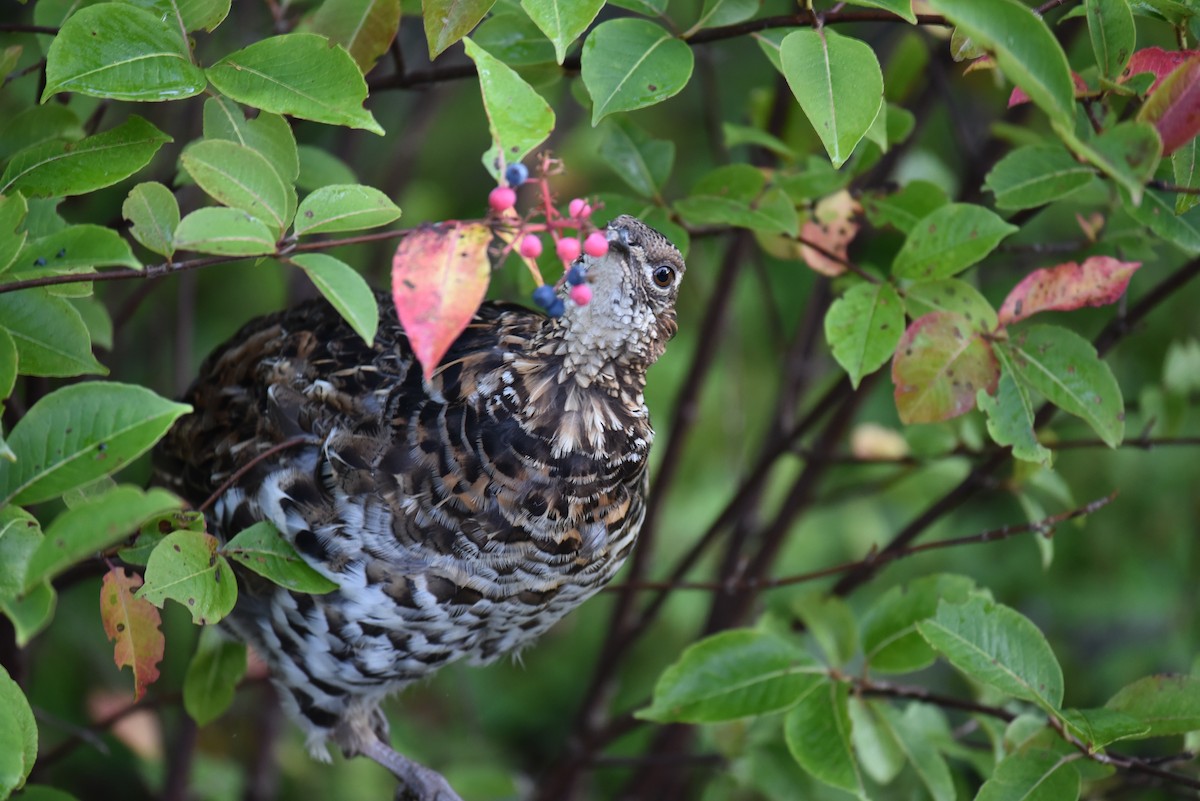Kragenhuhn - ML632206226