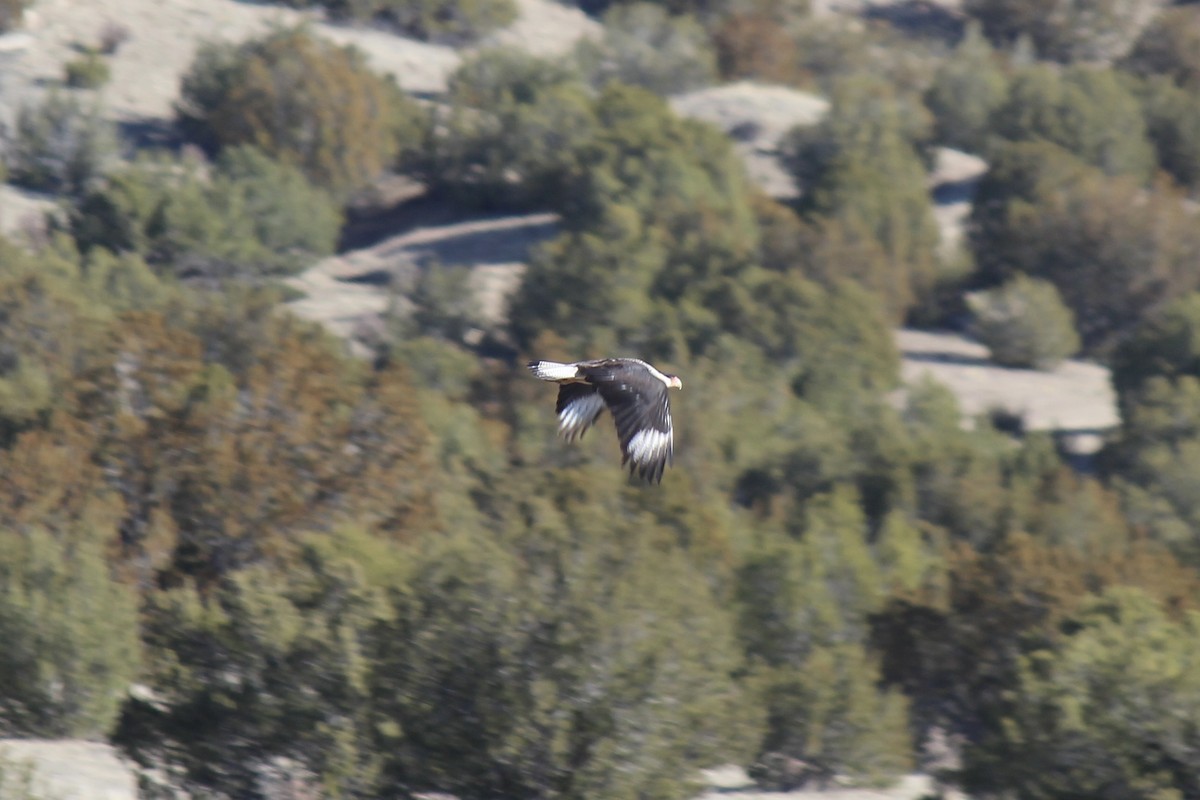Crested Caracara - ML632206231