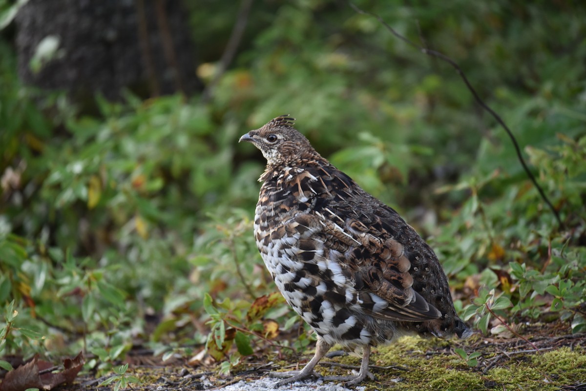 Kragenhuhn - ML632206298