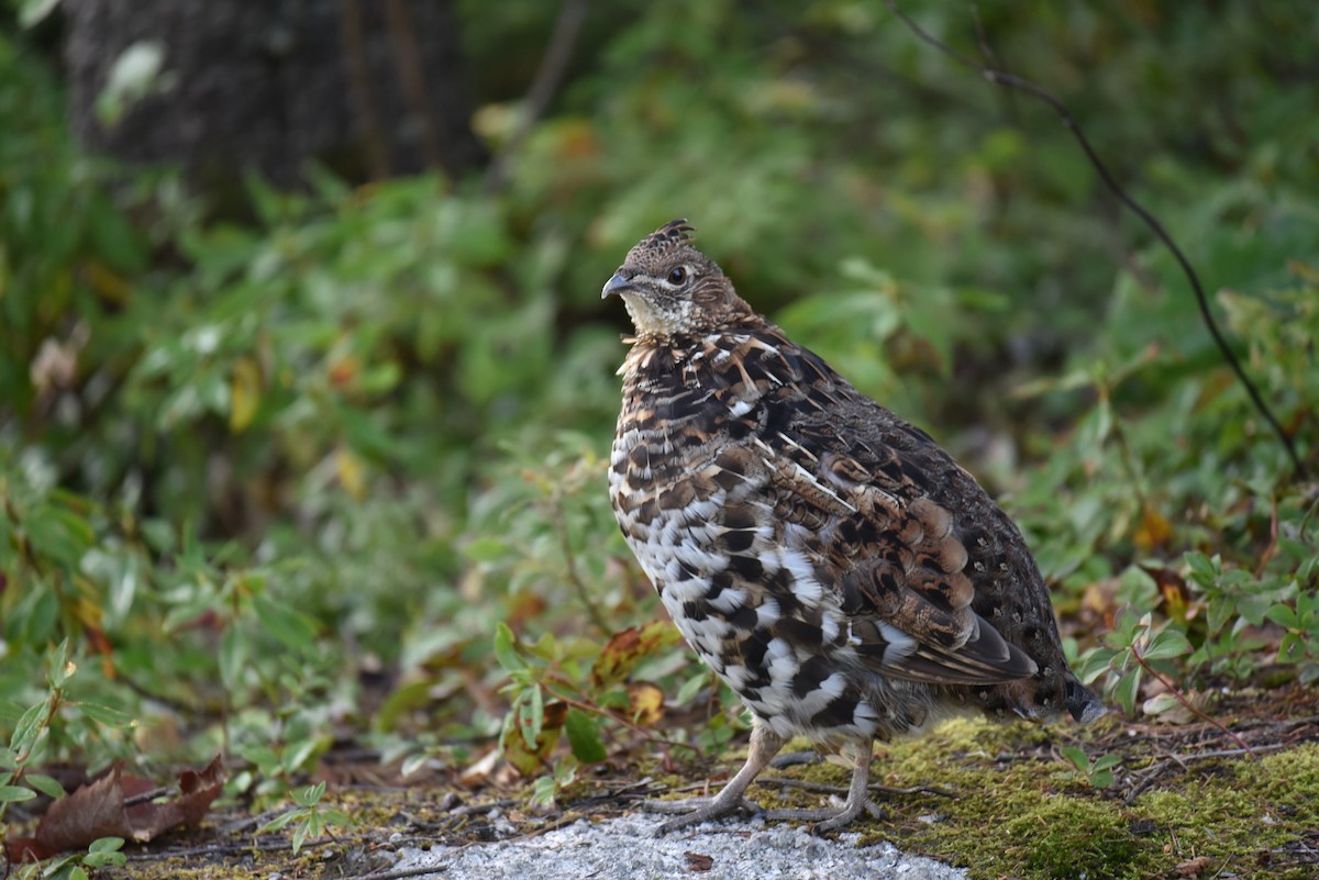 Kragenhuhn - ML632206312