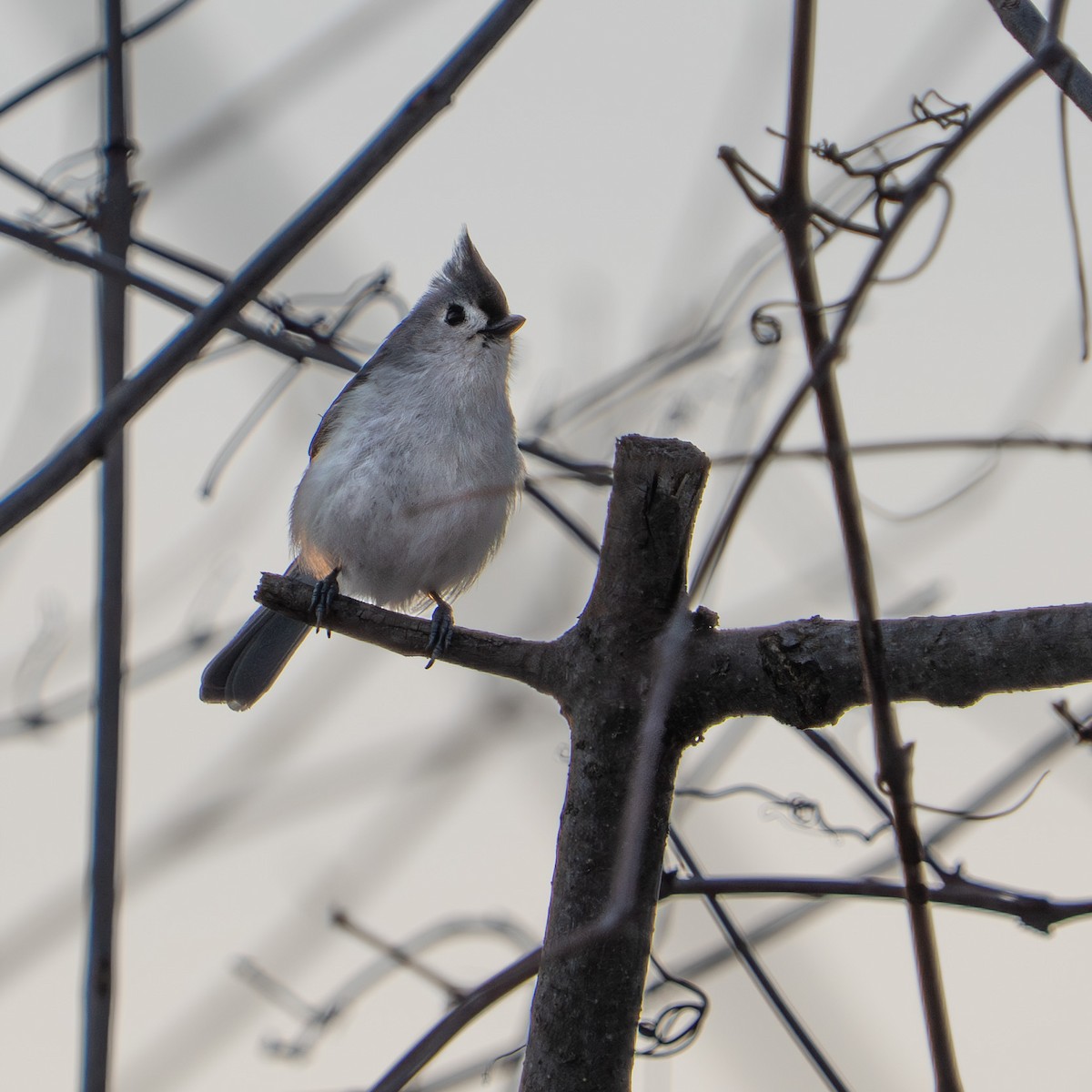 Tufted Titmouse - ML632206318