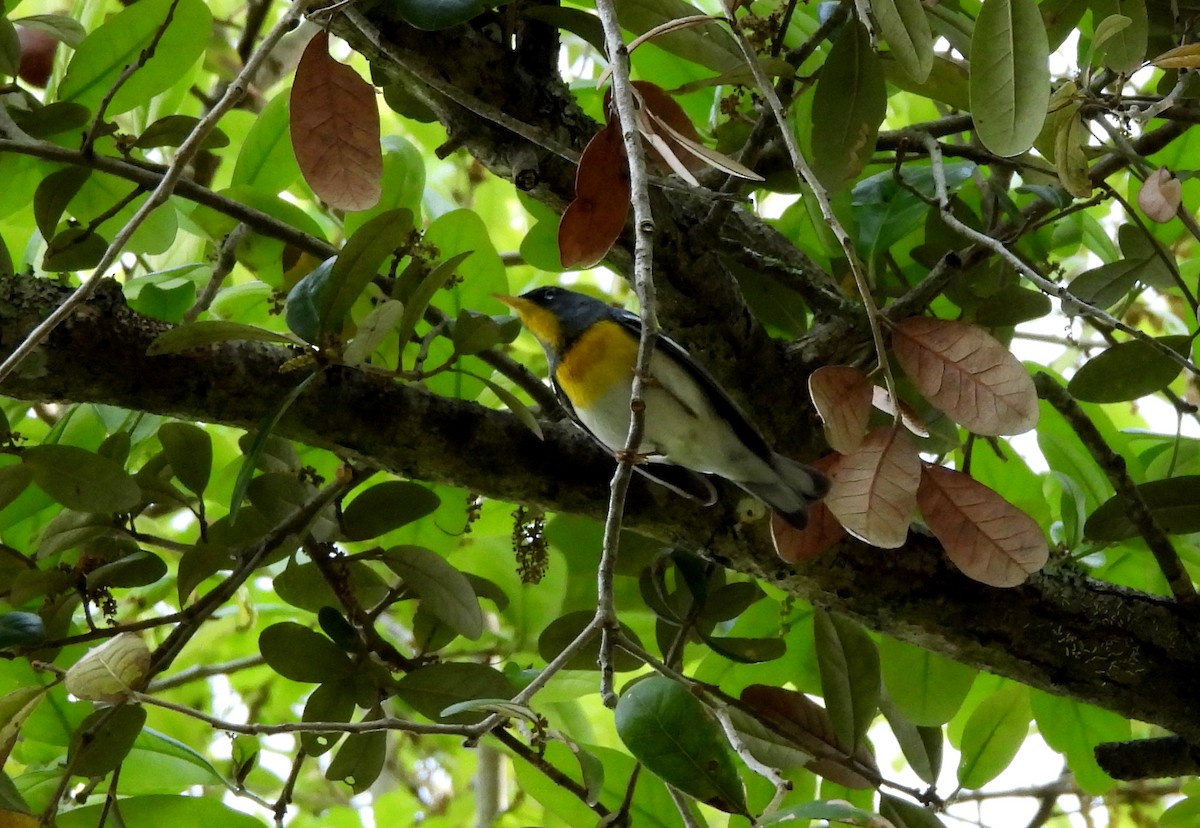 Northern Parula - ML632206326