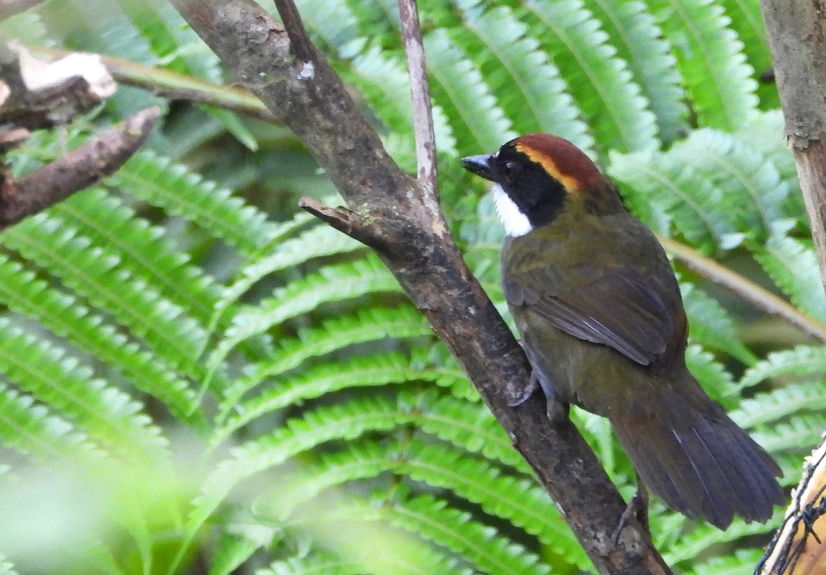 Chestnut-capped Brushfinch - ML632206385