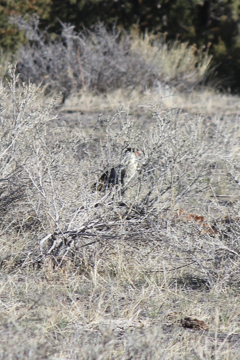 Crested Caracara - ML632206395