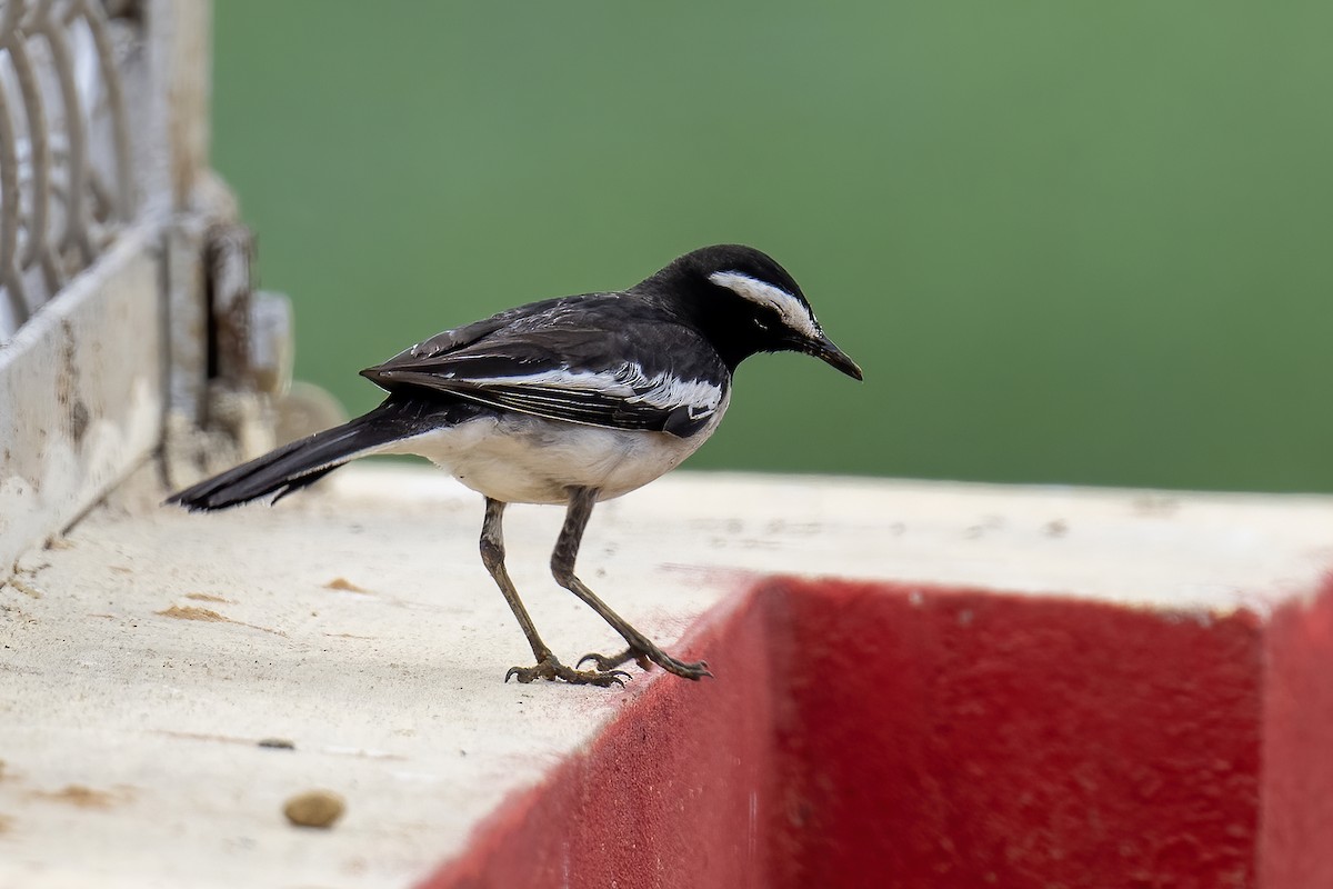 White-browed Wagtail - ML632206430