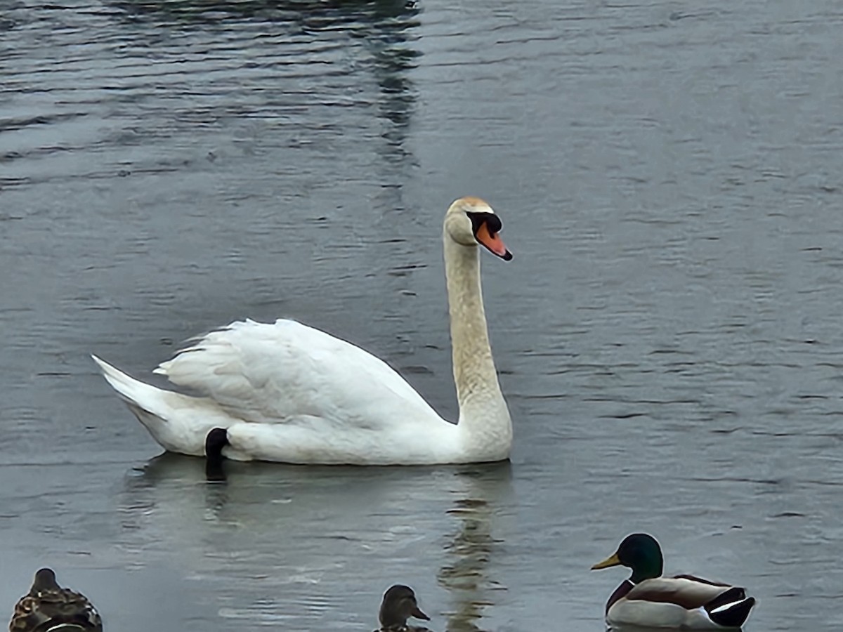 Mute Swan - ML632206462