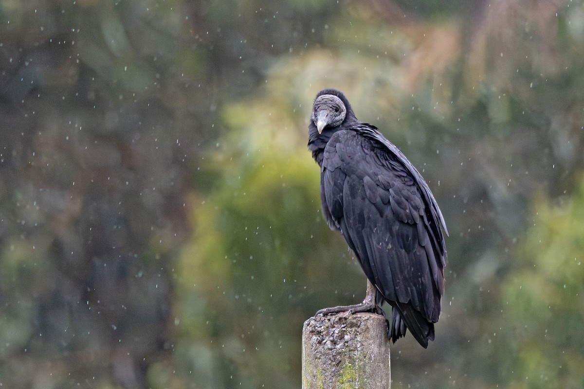 Black Vulture - ML632206490