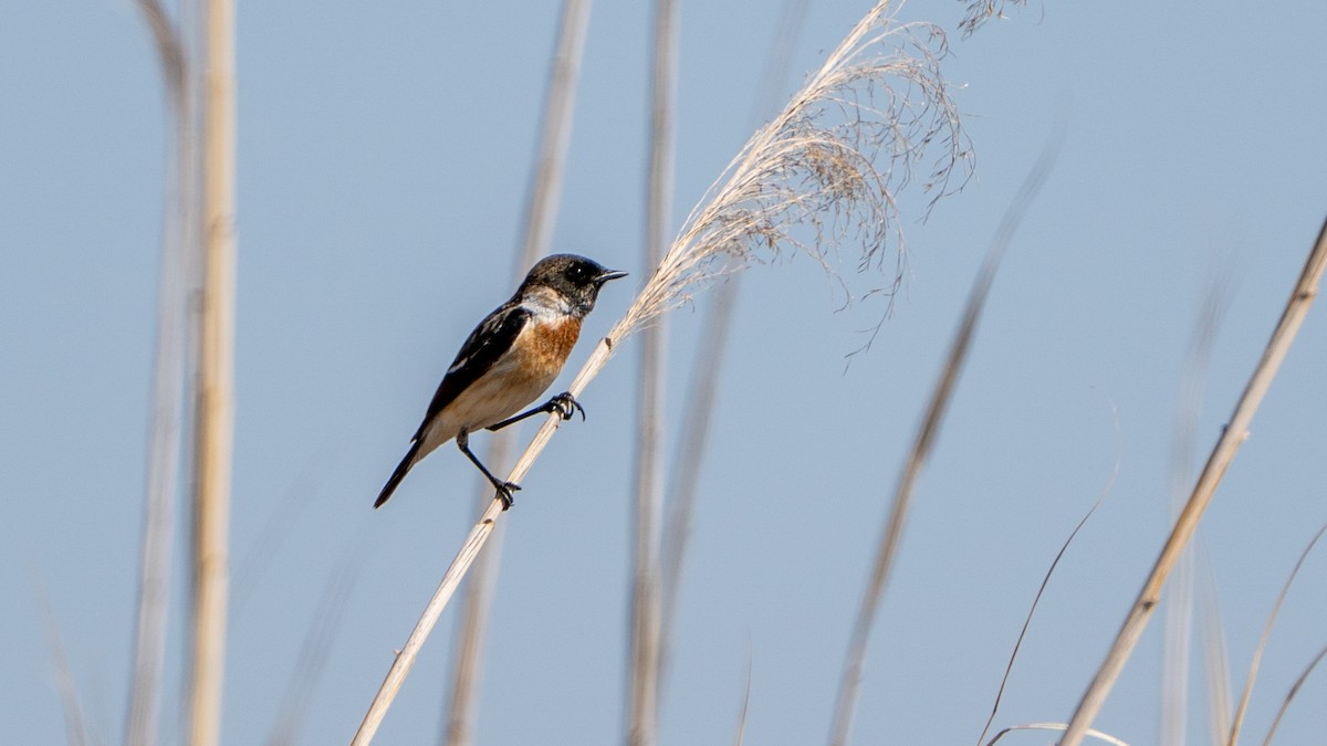 European Stonechat - ML632206501