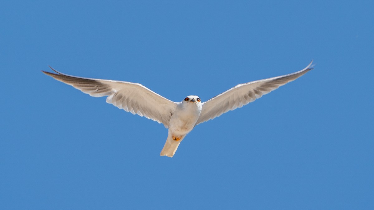 Black-winged Kite - ML632206527