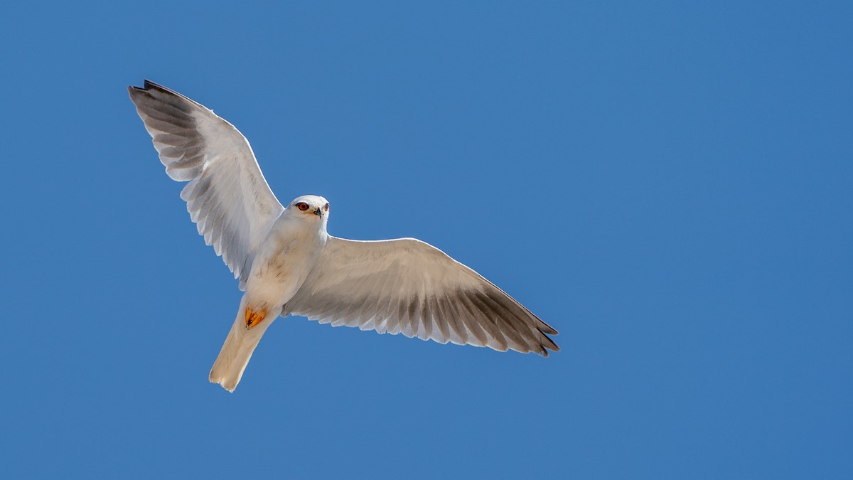 Black-winged Kite - ML632206531